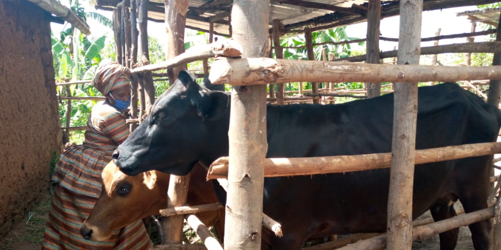 Umukecuru wahinduriwe ubuzima n’inka yahawe ntiyumva impamvu hari abanga korozwa