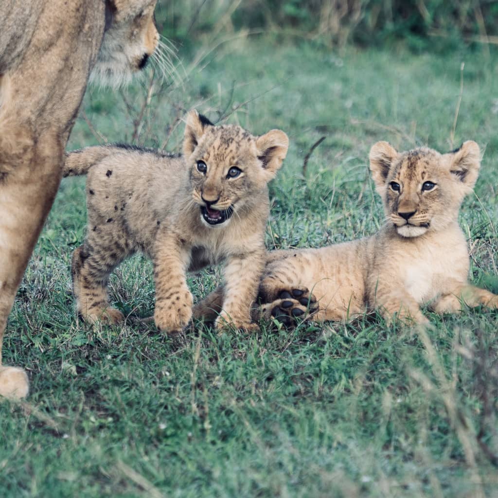 Intare zazanywe muri Pariki y’Akagera zimaze kwikuba kane mu myaka itanu