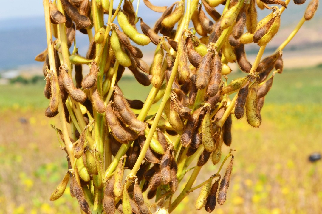 Abahinzi baragaragaza impamvu batitabira guhinga soya – MUHAZI YACU
