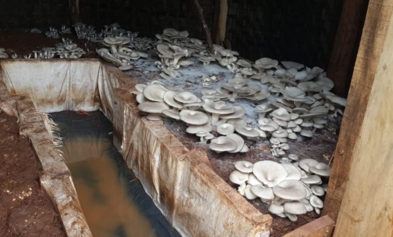 Kayonza: Abagore bahinga ibihumyo babiburiye isoko