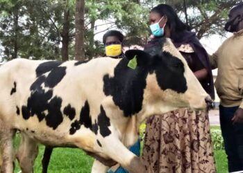 Ngoma: Imiryango 82 yorojwe inka muri Girinka Munyarwanda