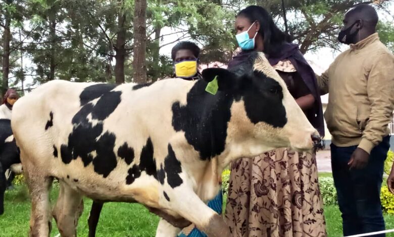 Kuva muri Nyakanga inka 390 zimaze korozwa abatishoboye mu Karere ka Ngoma mu mihigo ya 2020-2021