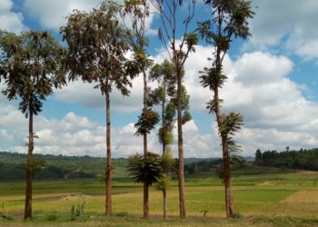 Impamvu umuhinzi akeneye iteganyagihe ry’ikirere mu kazi ke