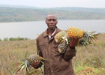 Ngoma: Abahinzi b’inanasi biteze isoko ku ruganda ruzazumisha ruri kubakwa