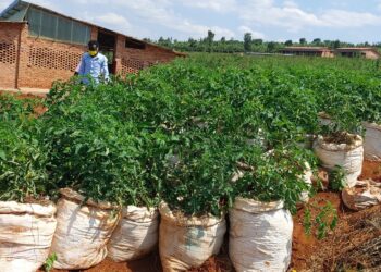 Gatsibo: Uko uwarokotse Jenoside yaharaniye ubumwe n’ubwiyunge abinyujie mu guhanga imirimo