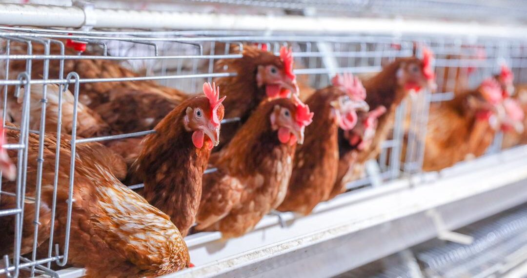 Inkoko zo mu bwoko bwa Hy-Line zikomokaho imishwi igurishwa na Chief Chicks ikorera mu Bugesera (Amafoto: JP Mazimpaka/ Minagri)