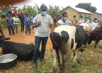Ngoma: Imiryango 16 itishoboye yari yoroye amatungo magufi yishimiye korozwa inka