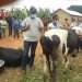 Ngoma: Imiryango 16 itishoboye yari yoroye amatungo magufi yishimiye korozwa inka