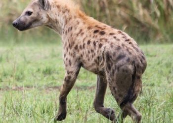 Ibyo utari uzi ku mpyisi, inyamaswa irya ibyasigajwe n’izindi, ifatiye runini urusobe rw’ibinyabuzima