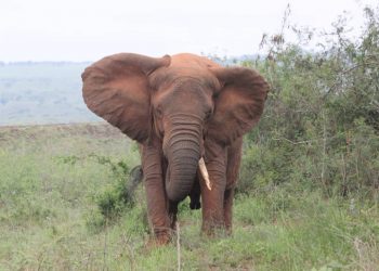 Menya byinshi ku nzovu n’ibyo zihuriyeho n’umuntu