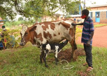 Ngoma: Imiryango 104 irimo n’uw’umunyerondo waciwe ikiganza yorojwe inka