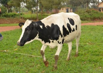 Ngoma: Umukuru w’umudugudu uzira icyaha yashyikirijwe inka y’ubumanzi