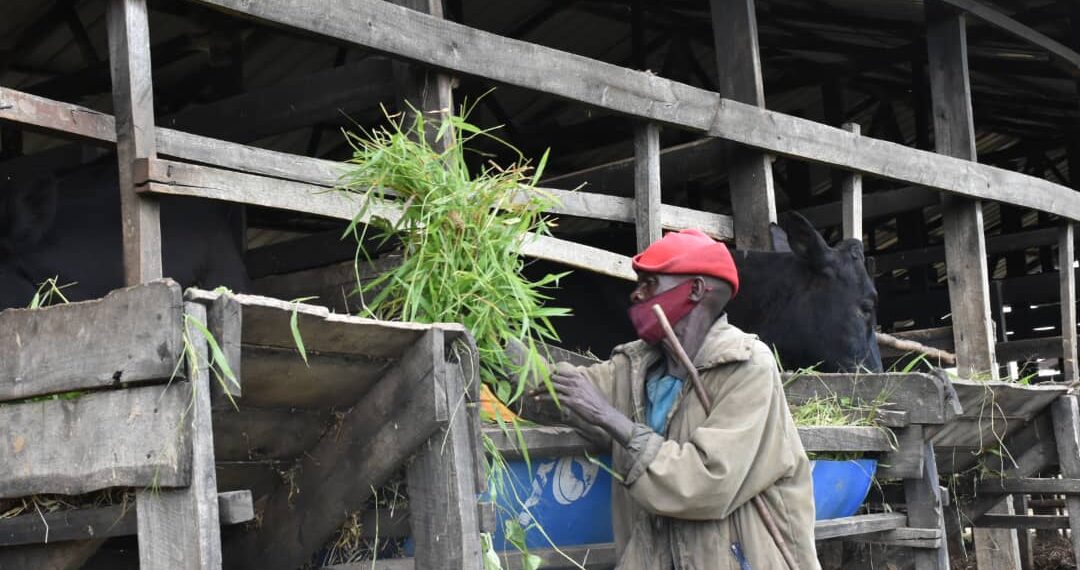 Umwe mu batujwe mu Mudugudu wa Nyabikiri agaburira inka ye mu gikumba rusange(Amafoto: Hakizimana Y.)