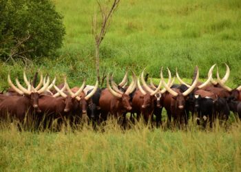 Ibintu n’ibindi: Iby’ingenzi ku gaciro k’inka mu Rwanda n’ahandi ku isi  