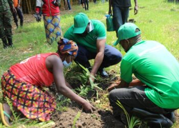 Bugesera: Hatangijwe itera ry’ubwoko bushya bw’imigano ku nkengero z’ibiyaga