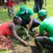 Bugesera: Hatangijwe itera ry’ubwoko bushya bw’imigano ku nkengero z’ibiyaga