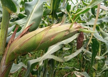 Gatsibo: Abahinzi bo muri CAPRORE Intambwe barishimira ko bagiye kubona umusaruro ushimishije