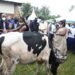 Nyagatare: Icyumweru cy’umujyanama cyahujwe no kugabira abarokotse Jenoside