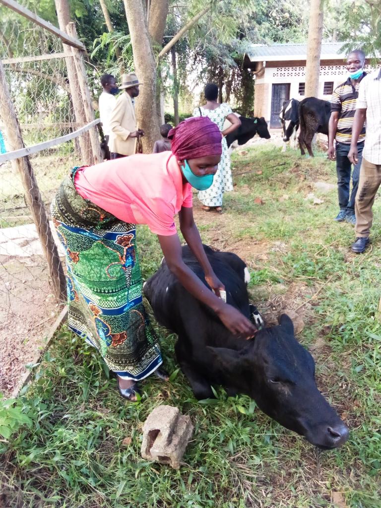 Bugesera: Ingo 72 zorojwe inka muri gahunda ya Girinka – MUHAZI YACU