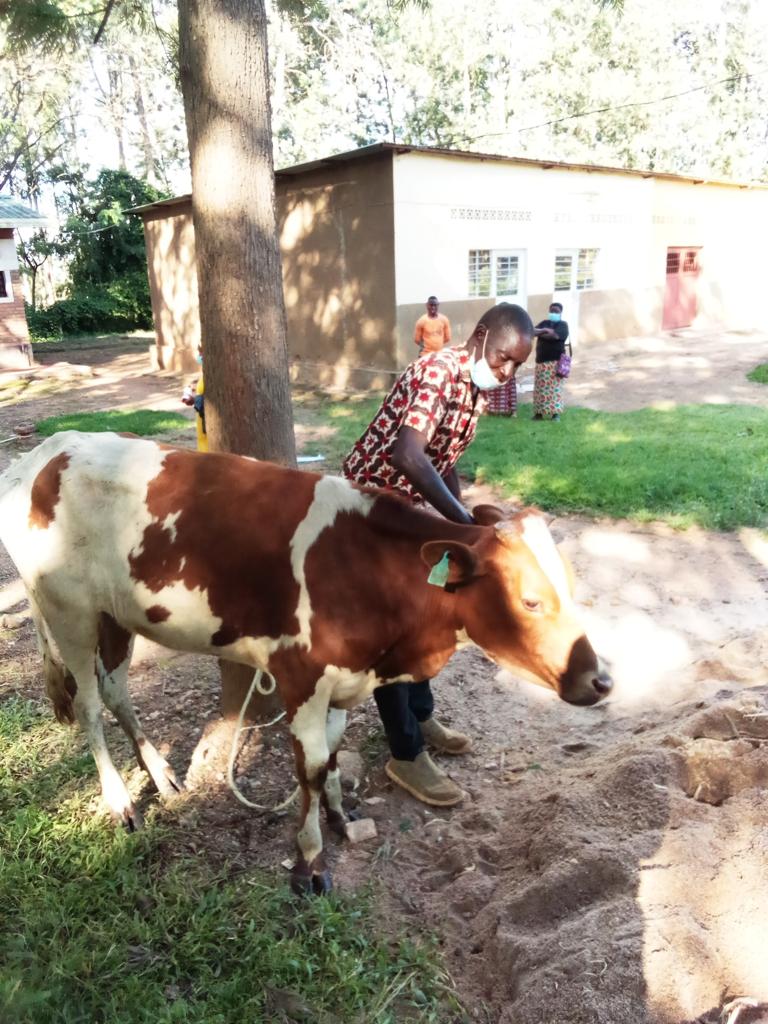Bugesera: Ingo 72 zorojwe inka muri gahunda ya Girinka – MUHAZI YACU