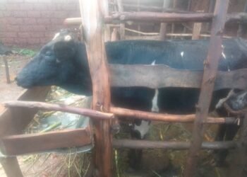 Gatsibo: Abaturage borojwe inka za Girinka Munyarwanda bavuga byinshi bamaze kugeraho