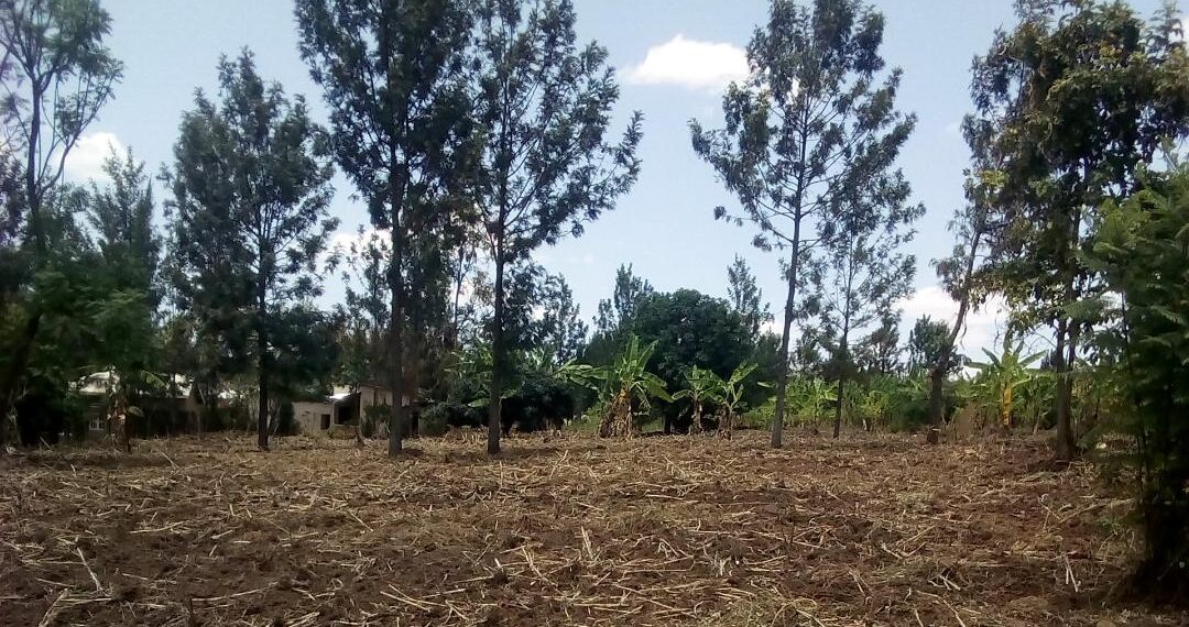 Abaturage baragirwa inama yo kurekera ibyatsi mu murima kuko ngo bihinduka ifumbire