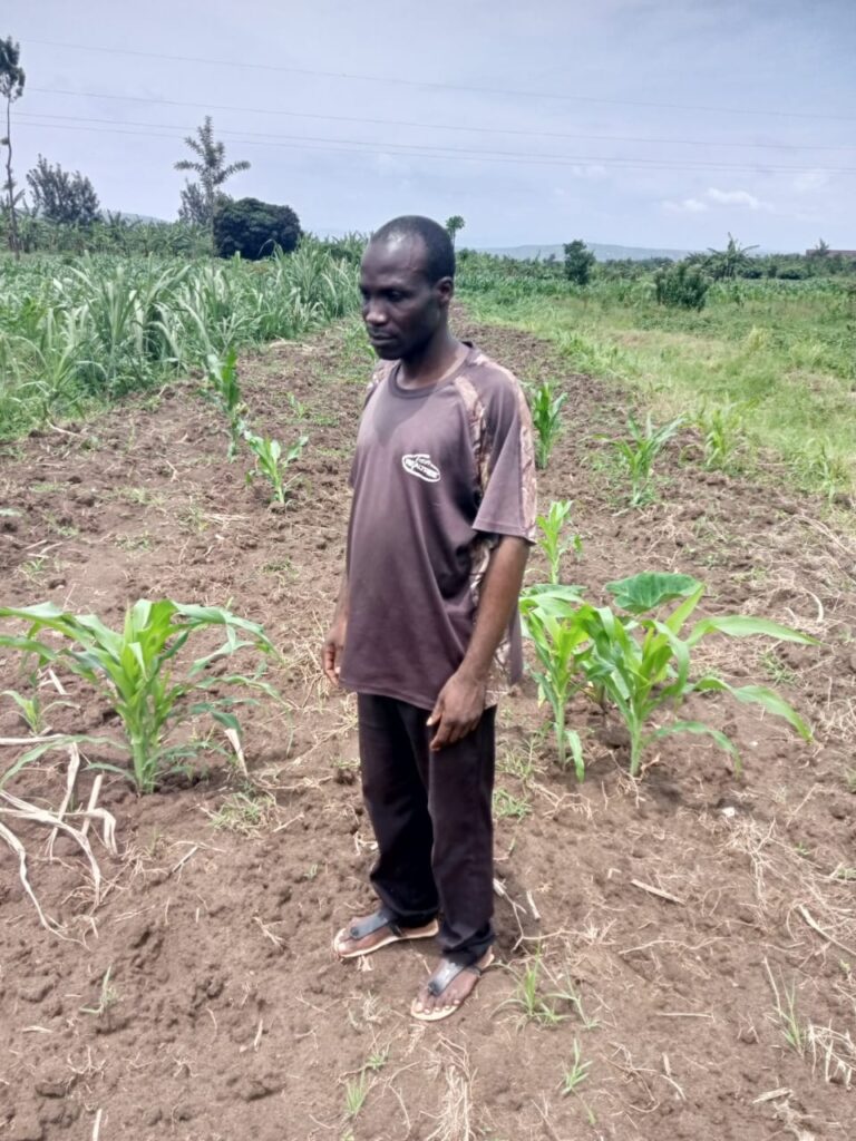 Mukondo Robi Gatsibo: Hegitari zisaga 400 zimaze kwibasirwa n’icyonnyi cya Mukondo w ...