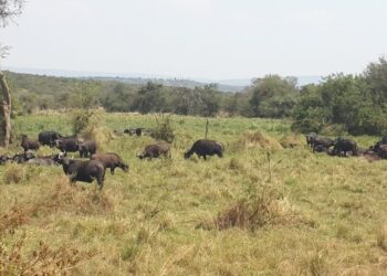 Kayonza: Abaturage barataka kujujubywa n’inyamaswa zituruka muri Pariki y’Akagera