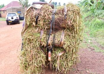 Ifoto y’umunsi: Muri Sake abaturage batangiye gusarura ibishyimbo