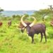 Kayonza: Menya ubwiza n’umwihariko w’inyambo za Murundi