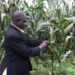 Nyagatare: Ubuyobozi bwaburiye abahinzi b’ibigori batangiye kwibasirwa n’abamamyi
