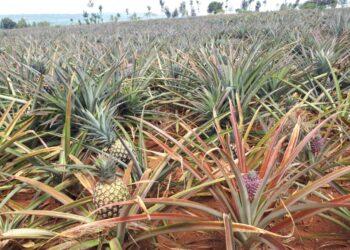 Ngoma: Urutoki n’inanasi byagizwe ibihingwa ndangakarere
