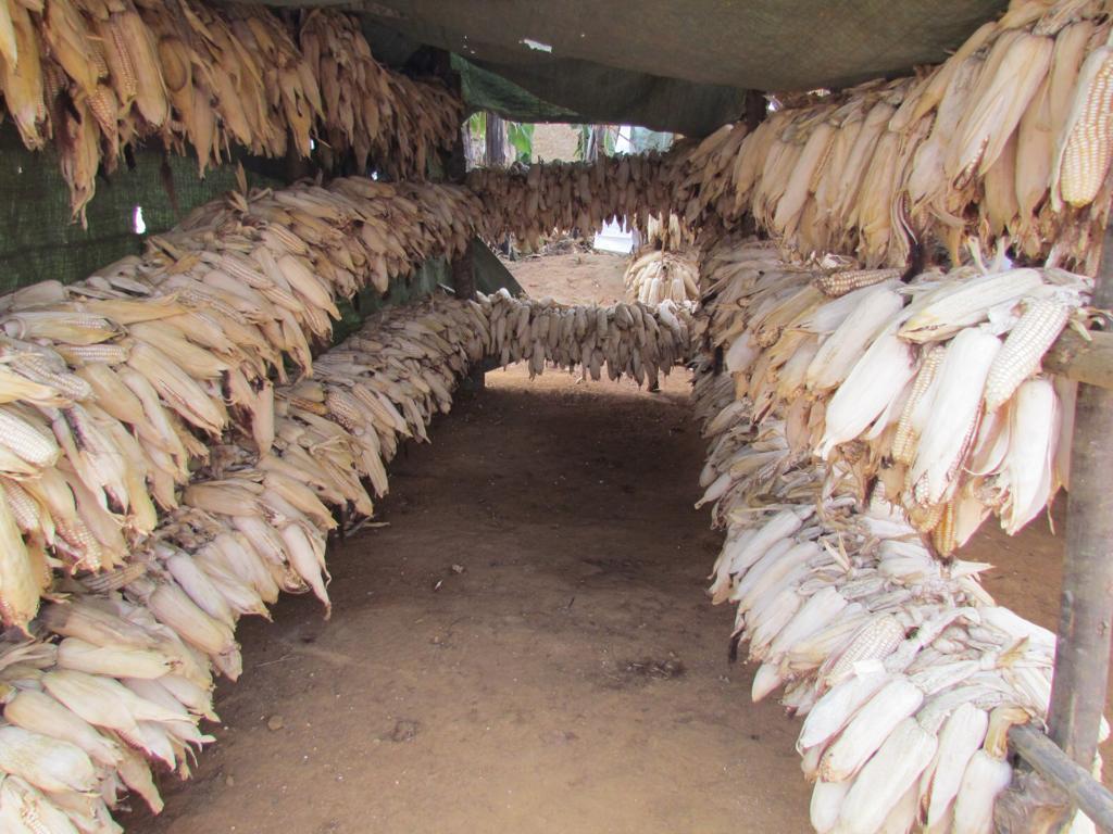 Intandaro y’igabanuka ry’umusaruro w’ibigori muri Bugesera – MUHAZI YACU