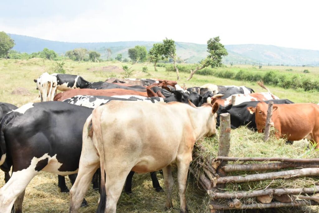 Gatsibo: Umukamo ugeze kuri litiro ibihumbi 42 ku munsi – MUHAZI YACU