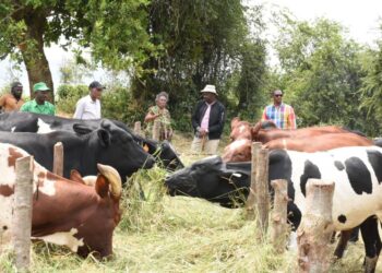 Gatsibo: Umukamo ugeze kuri litiro ibihumbi 42 ku munsi