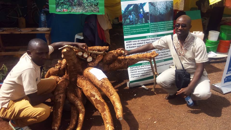 Ibanga ryo guhinga neza imyumbati, igiti kimwe kikeraho ibiro bigera ku ...