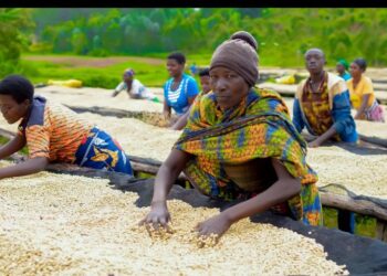 Gatsibo: Igihingwa cya kawa cyabaye isoko y’akazi ku batari bake