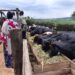 Nyagatare: Biteguye bate guhaza uruganda rw’amata y’ifu rugiye kuhuzura?