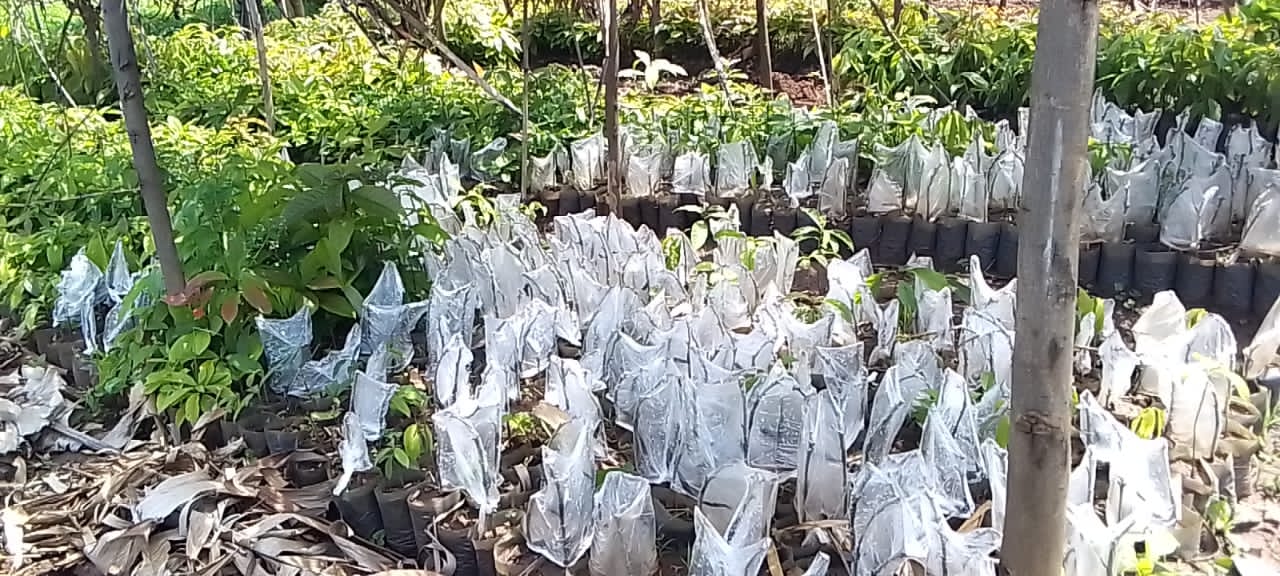 Icyo gahunda ya Gatsibo Igwije imbuto yaje gufasha akarere – MUHAZIYACU