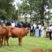 Iburasirazuba : Abikorera baremeye inka 100 abarokotse Jenoside yakorewe abatutsi