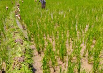 Gatsibo: Hari ingamba akarere kafashe mu kongera umusaruro w’ubuhinzi