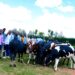 Nyagatare: Imbamutima z’imiryango itishoboye yorojwe inka