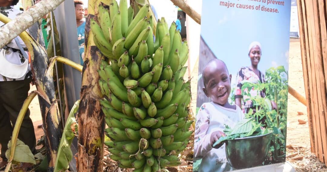 Mu bikorwa byamuritswe higanjemo iby'ubuhinzi