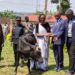 Bugesera: Imbamutima z’umwe mu barokotse Jenoside worojwe inka bwa mbere