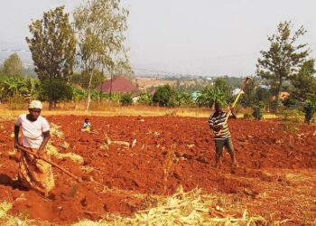 Gatsibo: Abahinzi bitezweho kongera umusaruro mu buhinzi binyuze mu bufatanye n’ubuyobozi