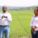 Bugesera: Abahinzi b’umuceri bamazwe impungenge z’amasoko