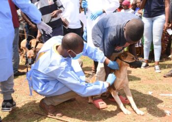 Gatsibo: Aboroye imbwa barasabwa kwihutira kuzikingiza indwara y’ibisazi