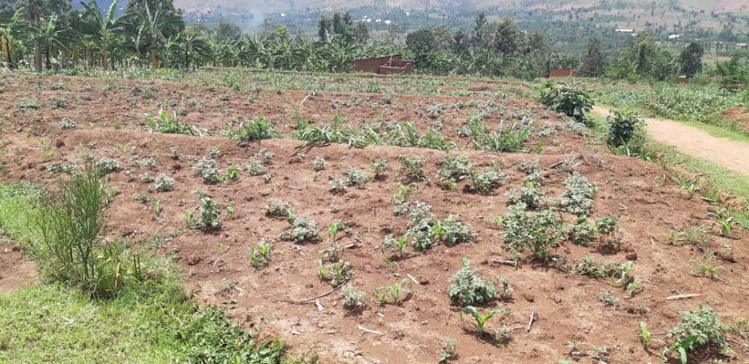 Mu bice bitandukabye bigize akarere, imvura yarabuze n'imyaka yanga gushibuka