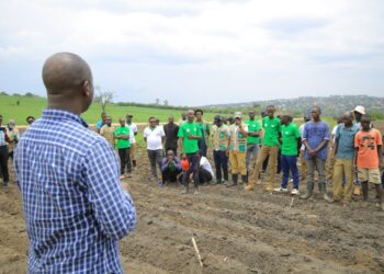 Guhinga kinyamwuga byatumye umusaruro wikuba inshuro ebyiri mu turere tubiri