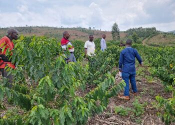 Nyagatare: Barirahira igihingwa cya kawa cyabarinze inzara